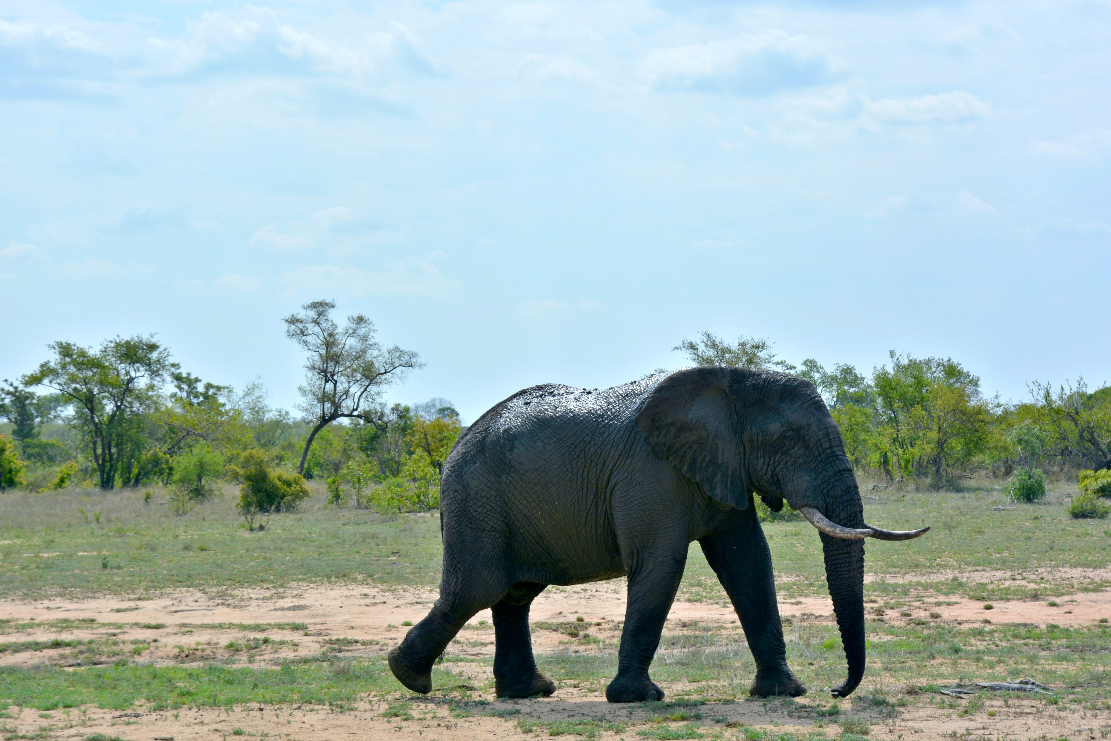 Ein Elefant aus nächster Nähe
