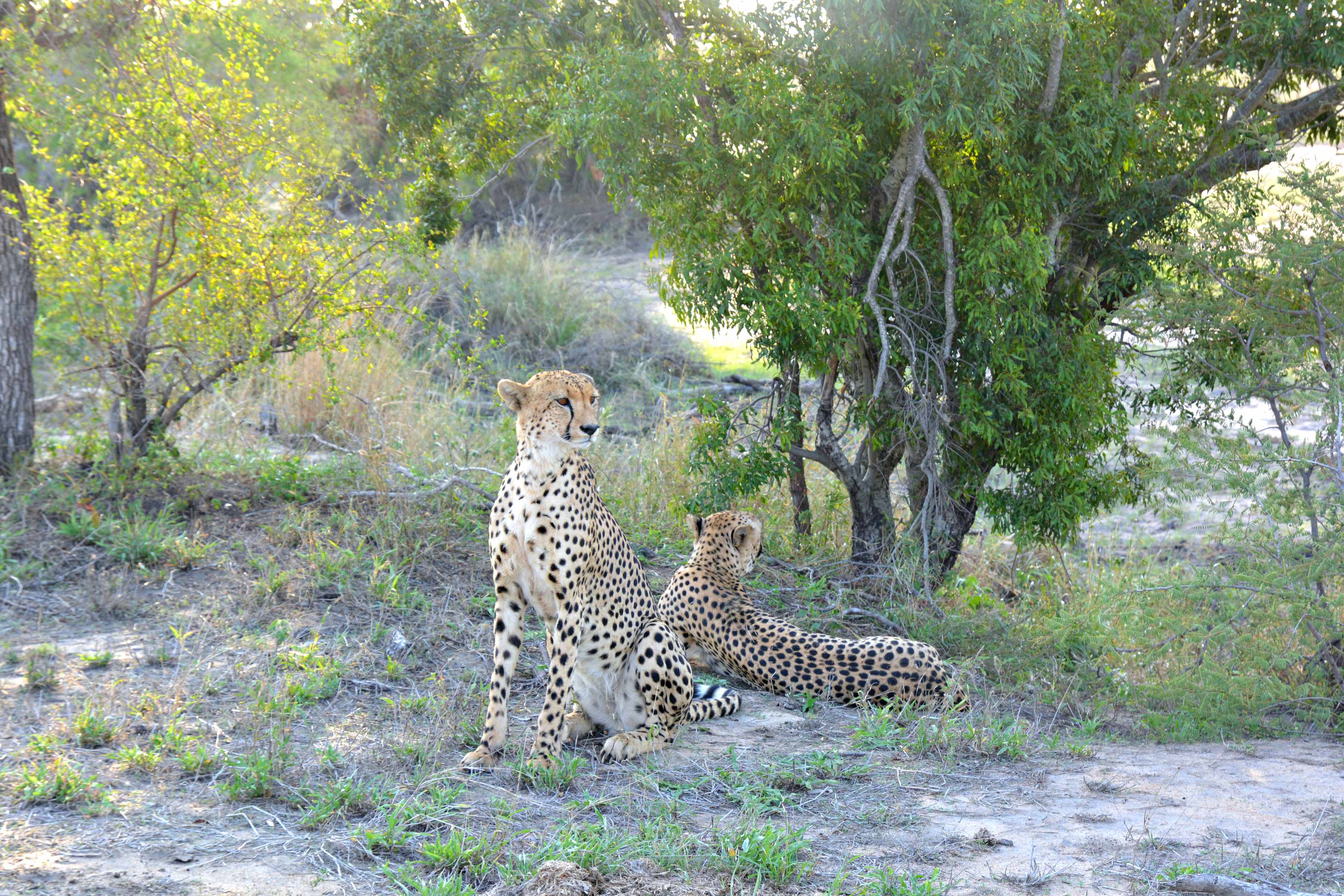 Auf Safari Tour I Geparden