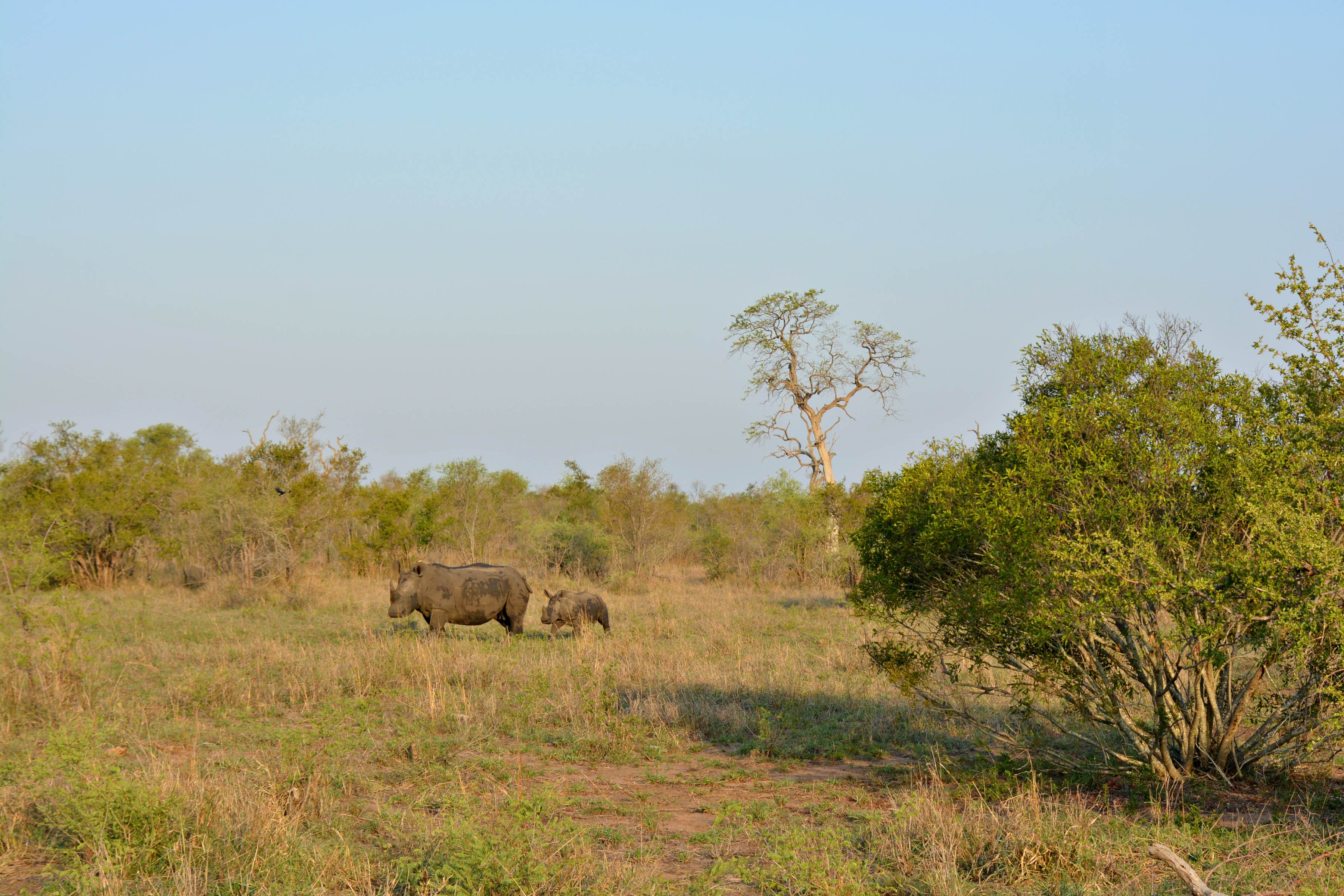 Auf Safari Tour I Nashorn mit Kind