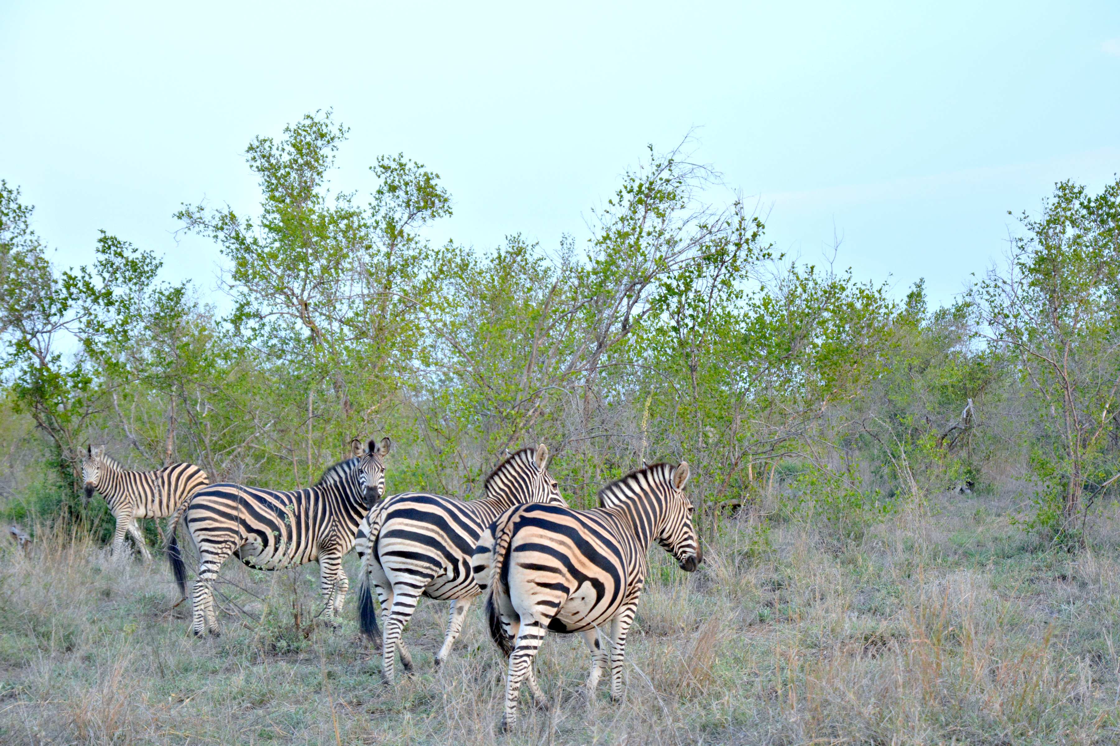 Auf Safari Tour I Zebras