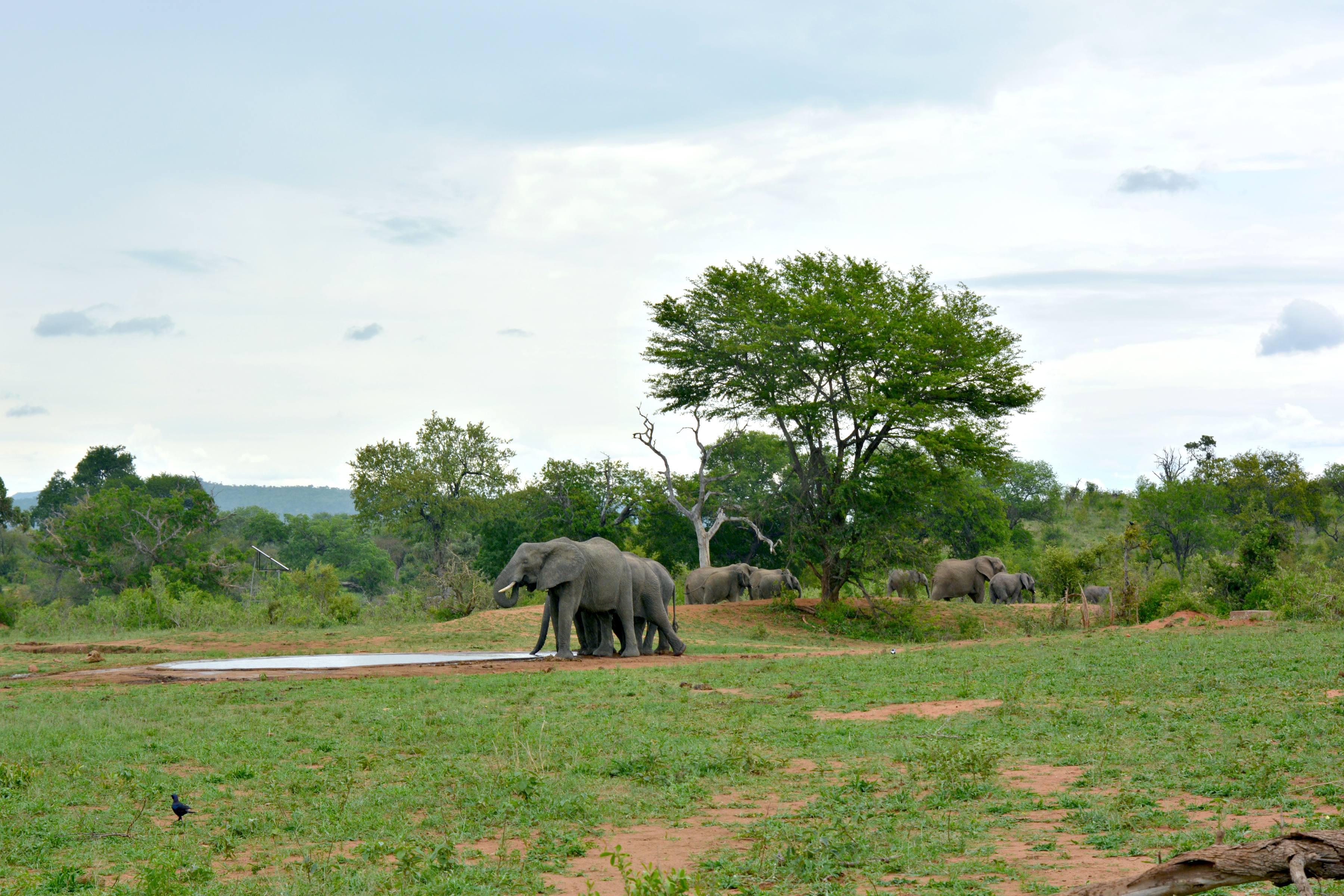 Bei der Fahrt durch den Krüger I Elefantengruppe