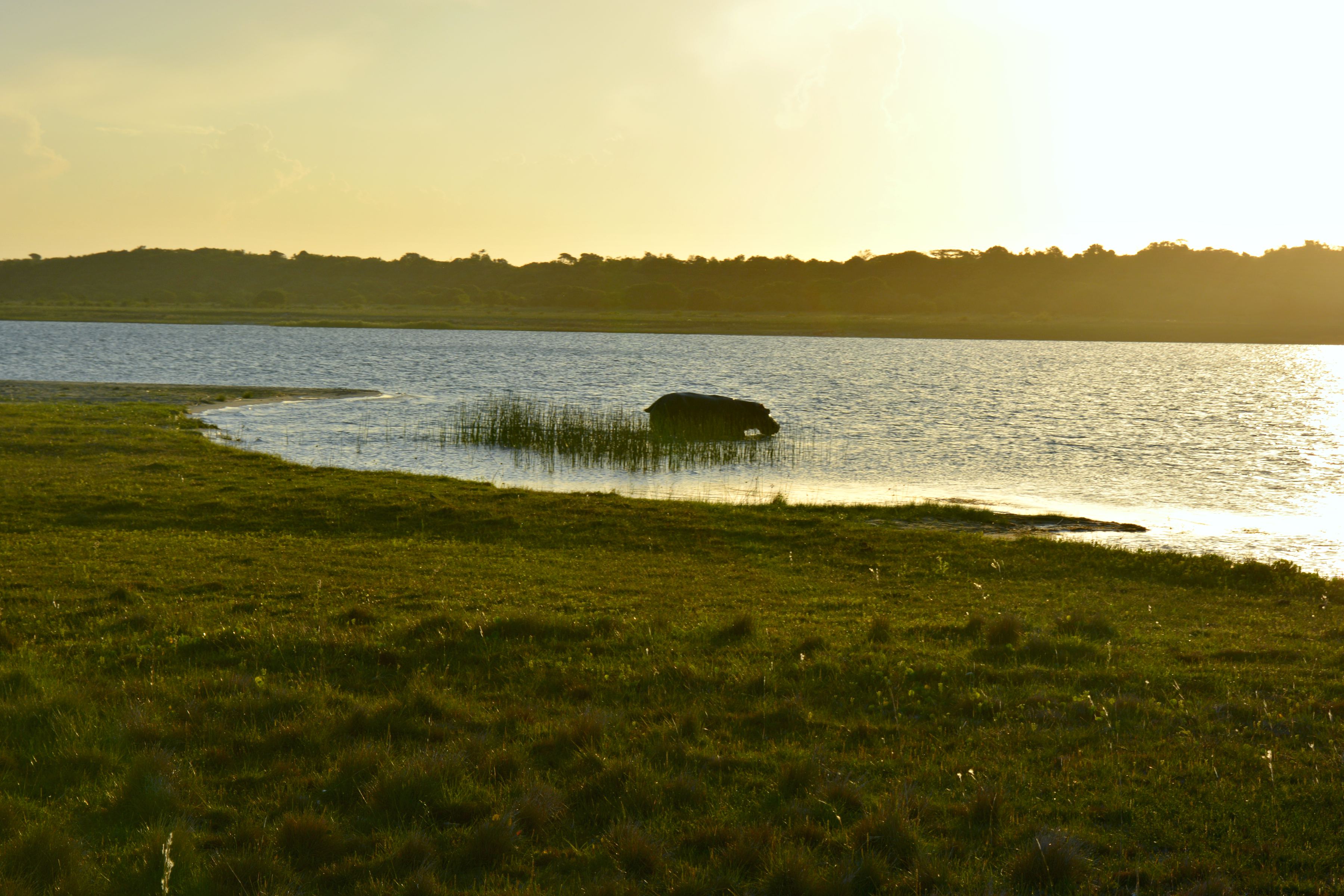 Ein Nilpferd ganz in unserer Nähe am Lake Sibaya