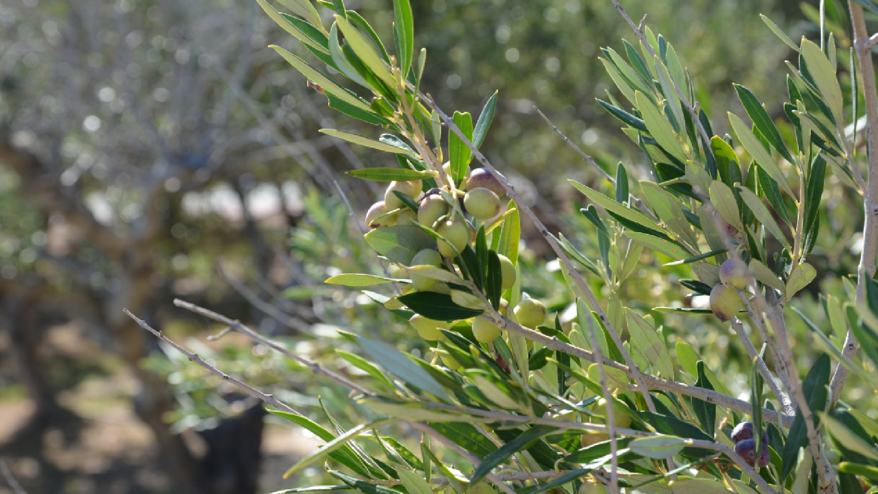 Oliven auf einer Olivenfarm
