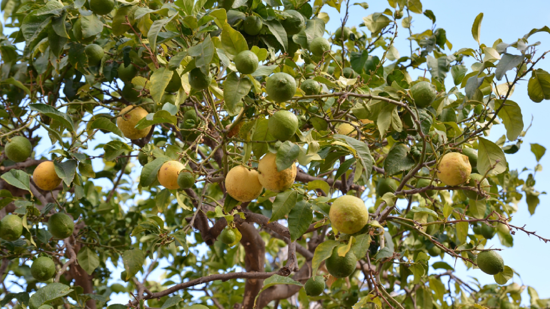 Zitronenbaum auf Kreta