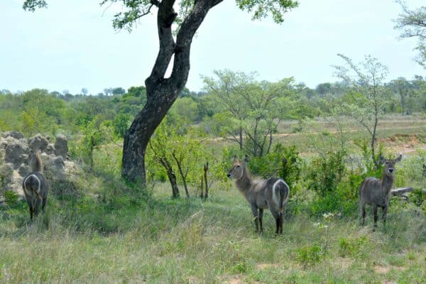 Südafrika I Meine Reiseroute & Highlights I Teil 1 40 afrika 301