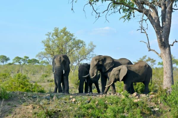 Südafrika I Meine Reiseroute & Highlights I Teil 1 42 afrika 371