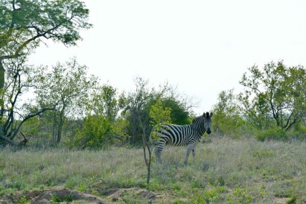 Südafrika I Meine Reiseroute & Highlights I Teil 1 43 afrika 381