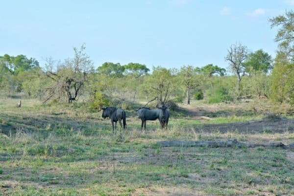 Südafrika I Meine Reiseroute & Highlights I Teil 1 44 afrika 391