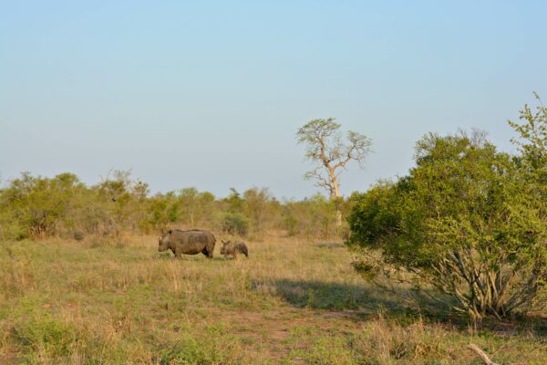 Südafrika I Meine Reiseroute & Highlights I Teil 1 20 afrika 441