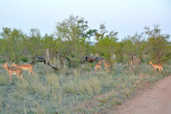 Südafrika I Meine Reiseroute & Highlights I Teil 1 46 afrika 451