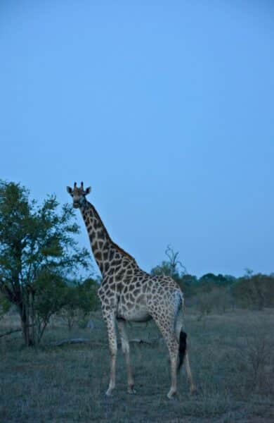 Südafrika I Meine Reiseroute & Highlights I Teil 1 22 afrika 491