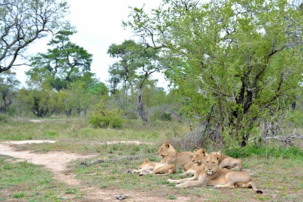 Südafrika I Meine Reiseroute & Highlights I Teil 1 50 afrika 521 1