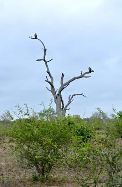 Südafrika I Meine Reiseroute & Highlights I Teil 1 55 afrika 581