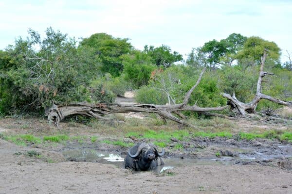 Südafrika I Meine Reiseroute & Highlights I Teil 1 23 afrika 621
