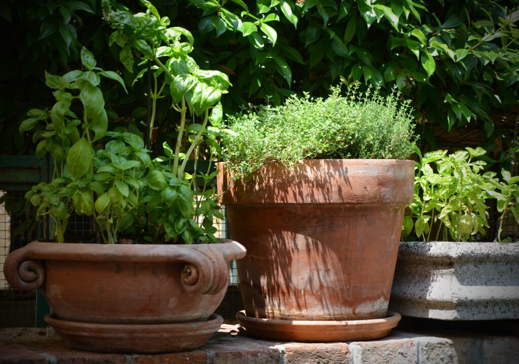 Natürliche Haarpflege Tipps: So wirkt die Natur! 4 thymian aus dem kraeutergarten1